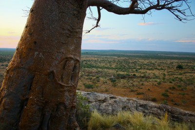 Figure 1. A view over the Botswana landscape with Rhodes’s baobab in the foreground.
